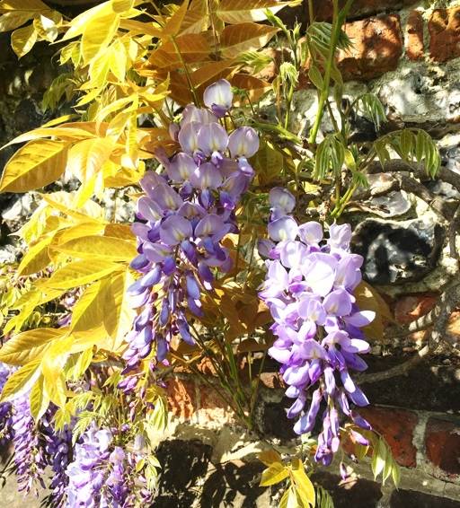 Wisteria flowers